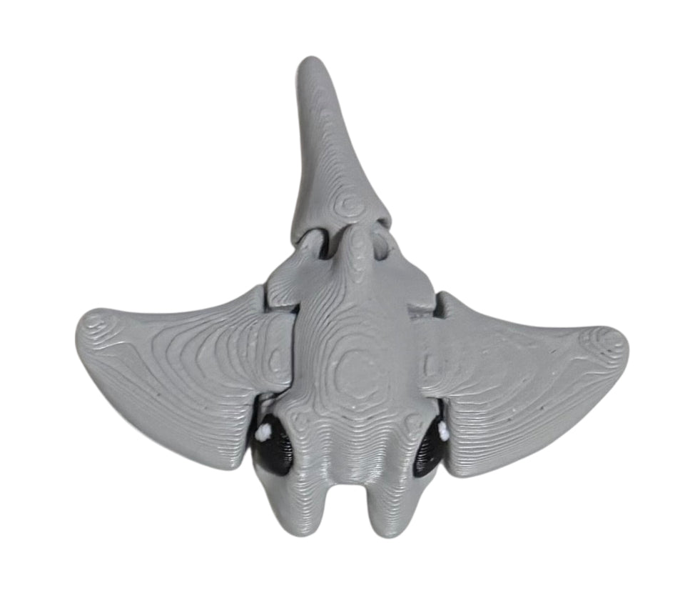 Manta Ray Hatchling