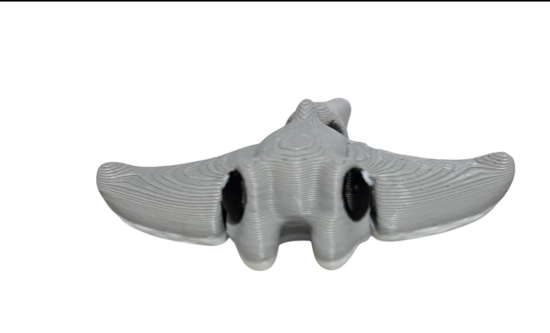 Manta Ray Hatchling